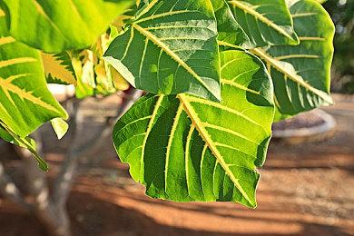 模拟游戏《动物温泉》Steam页面上线 明年发售